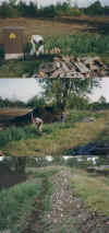wpe1C.jpg (62367 Byte)
